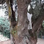 Quinta Do Benjamim - Tejo 