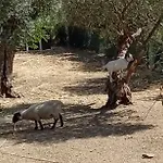 Quinta Do Benjamim - Tejo 