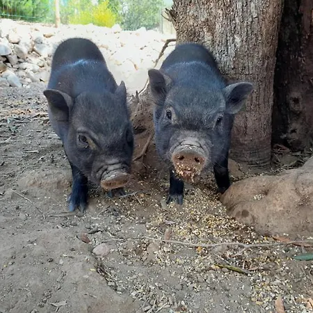 Quinta Do Benjamim - Tejo 