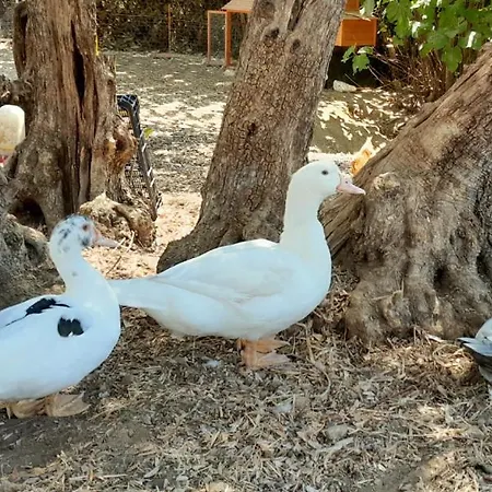 Quinta Do Benjamim - Tejo 