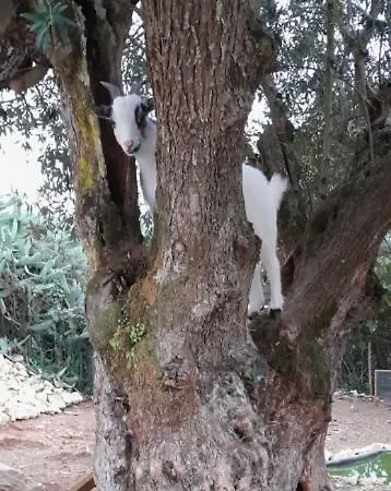 Quinta Do Benjamim - Tejo 