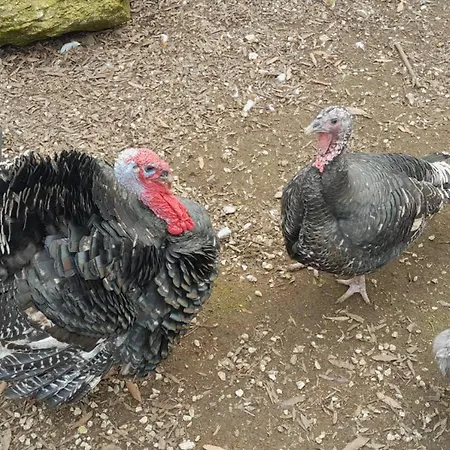 Quinta Do Benjamim - Tejo 