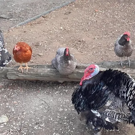 Quinta Do Benjamim - Tejo 