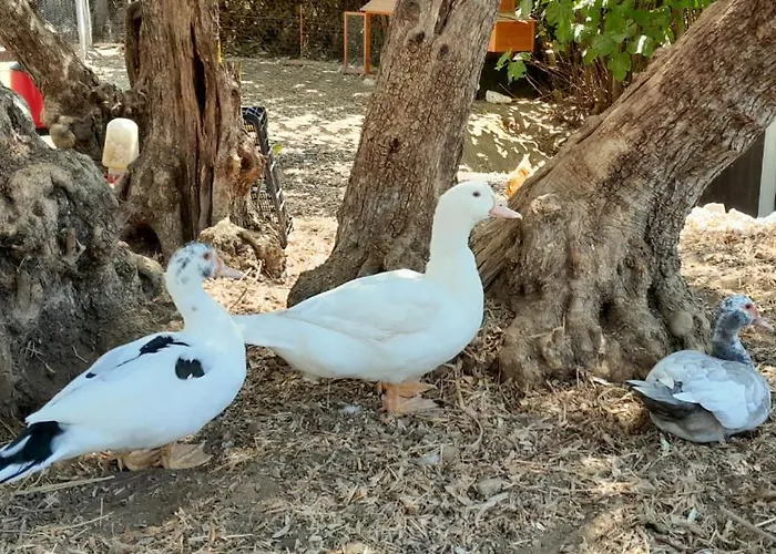 Quinta Do Benjamim - Tejo 