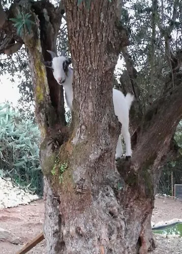 Quinta Do Benjamim - Tejo 